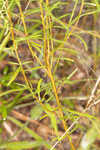 Piedmont marsh elder